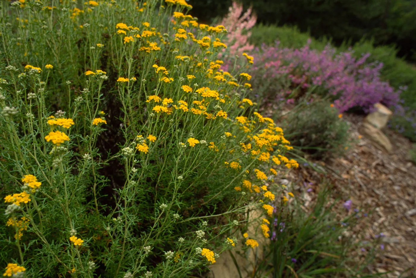 Eriophyllum