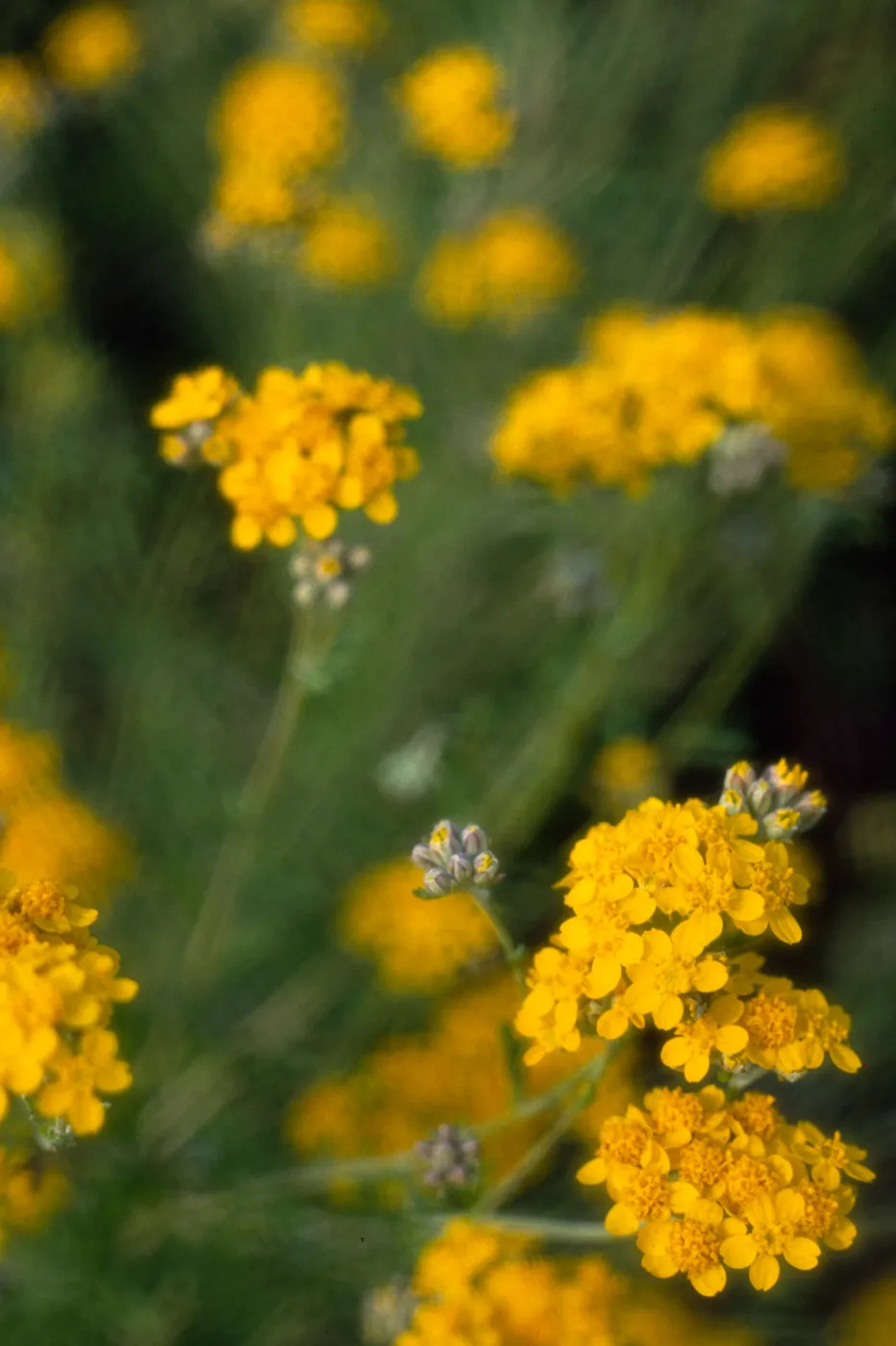 Eriophyllum nevinii