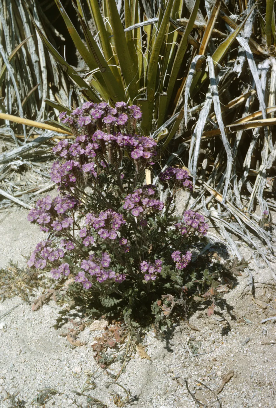 Phacelia