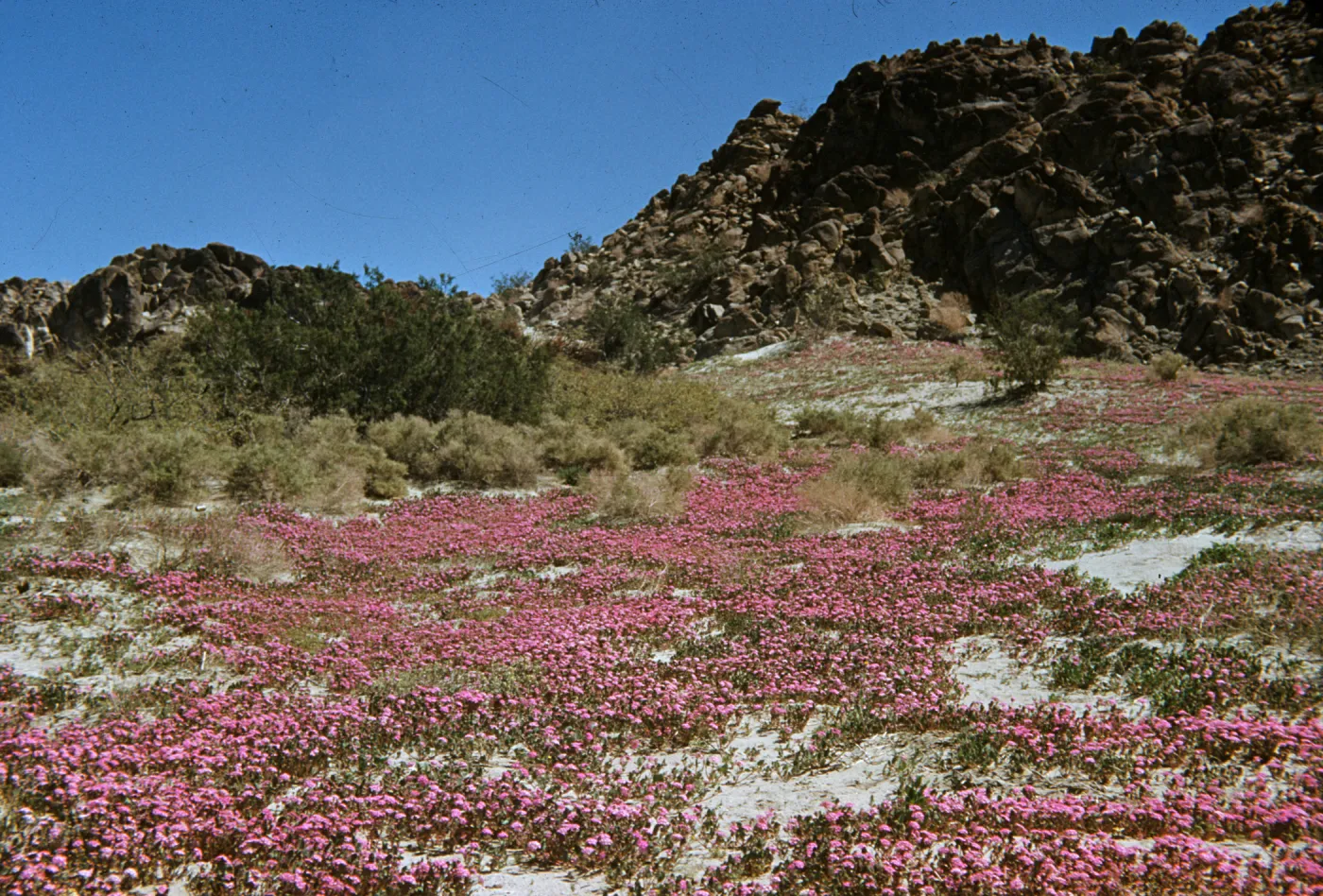 Verbena (Vervain), Abronia, desert wildflowers