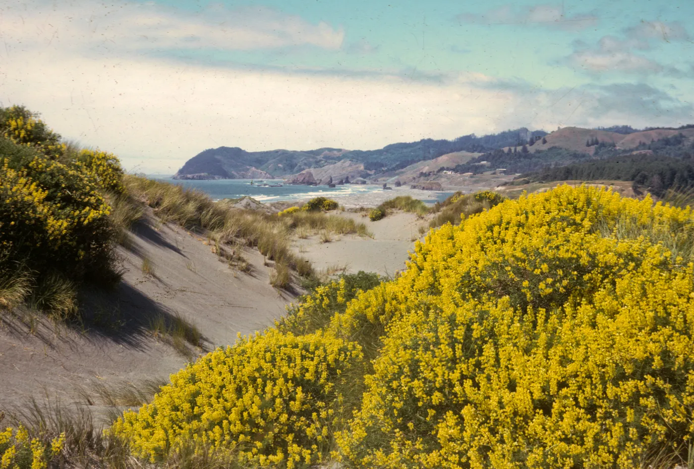 Lupinus arboreus, coastal sand dune