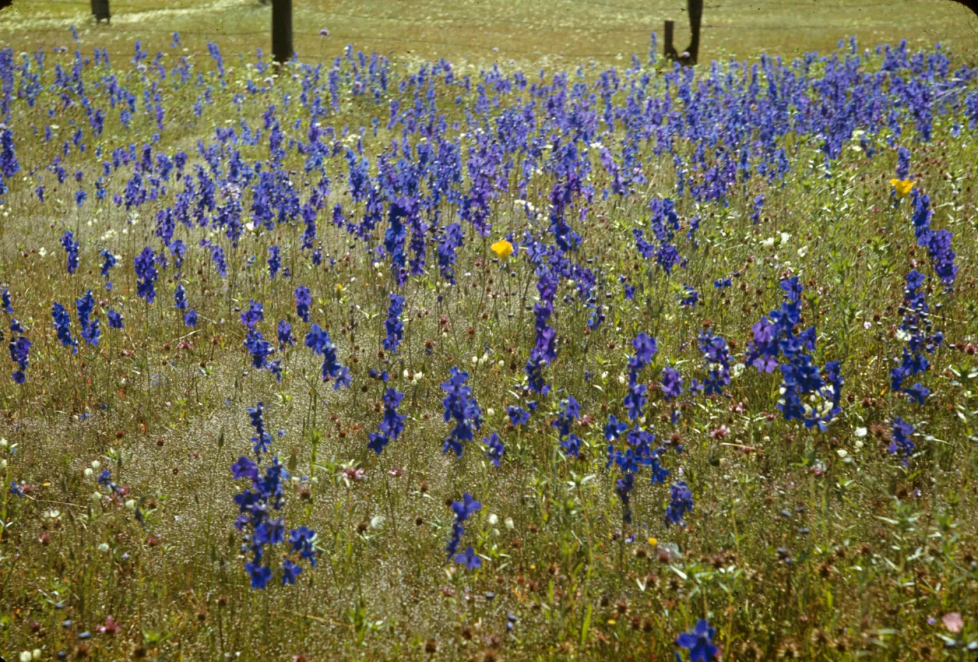 Delphinium, northern california