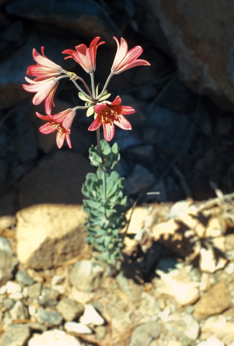 Lilium bolanderi