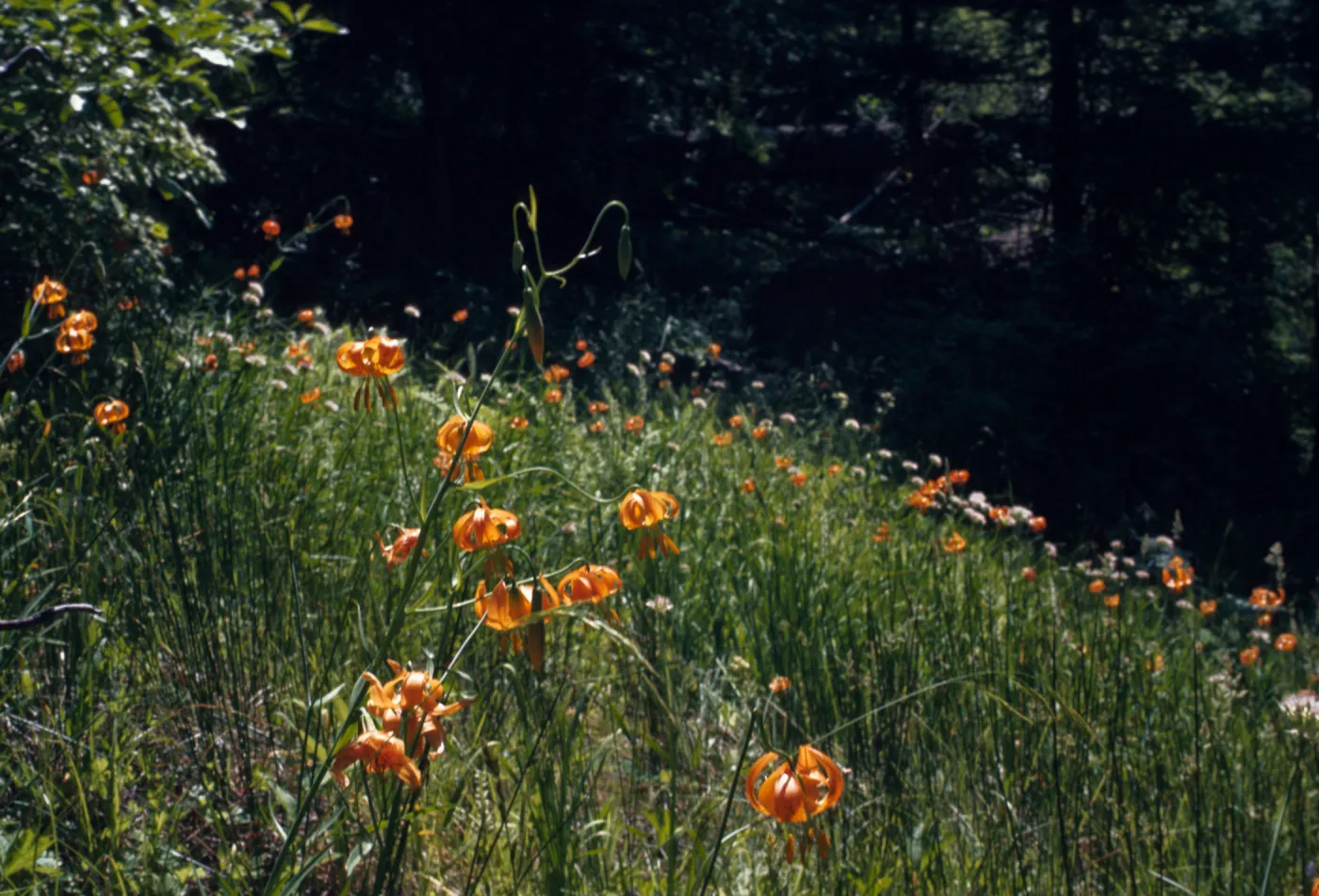 Lilium wigginsii