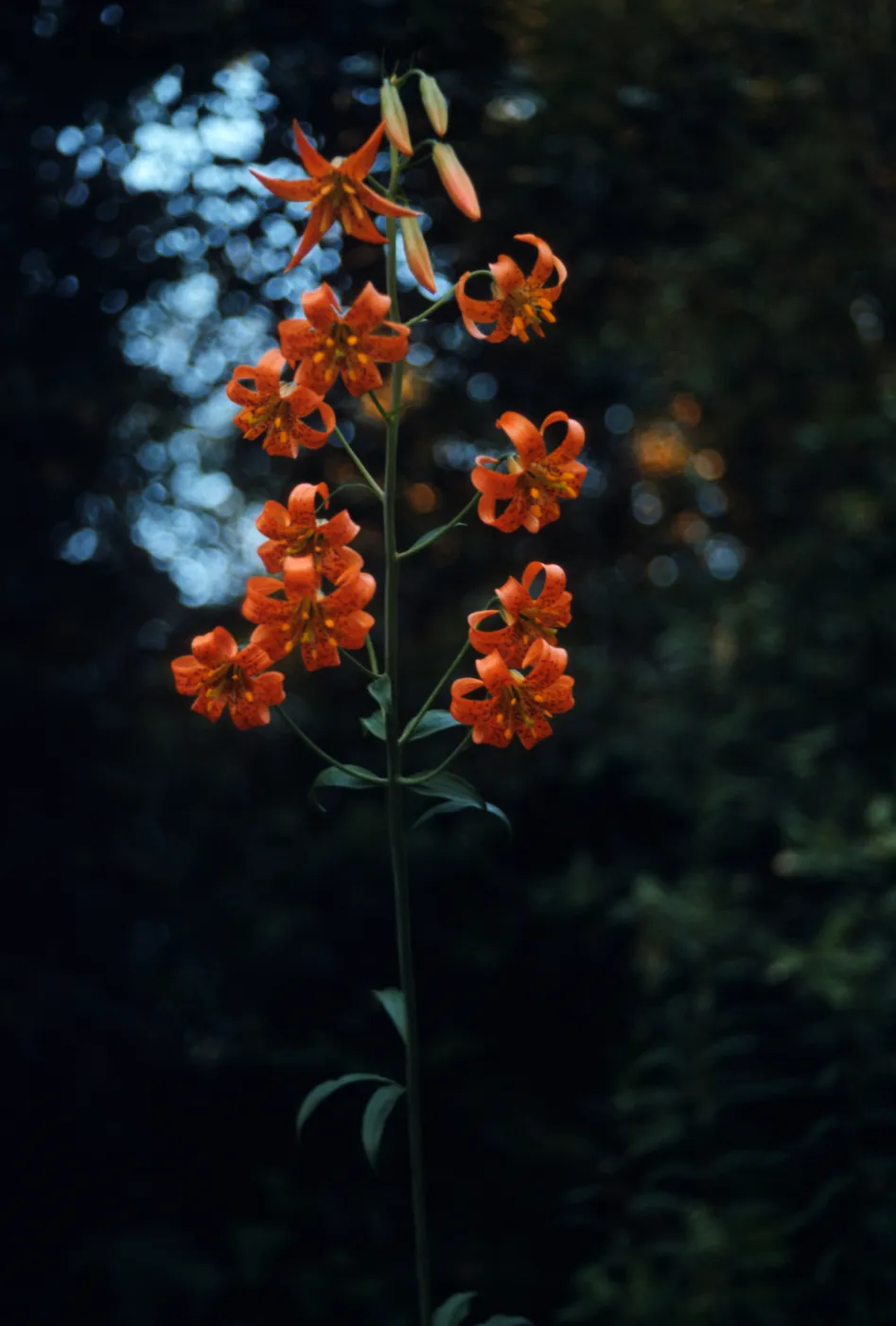 Lilium columbianum