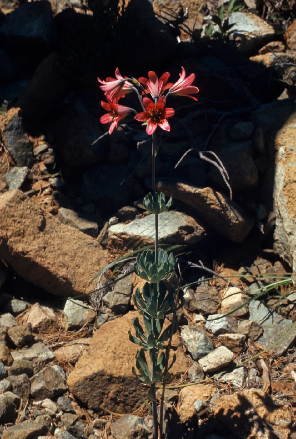 Lilium bolanderi