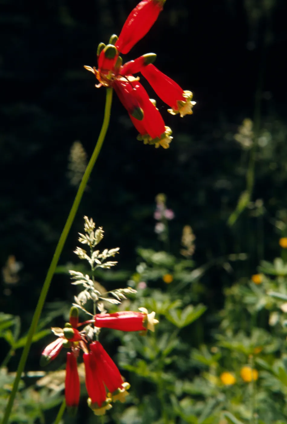 Brodiaea, Ida-Maia