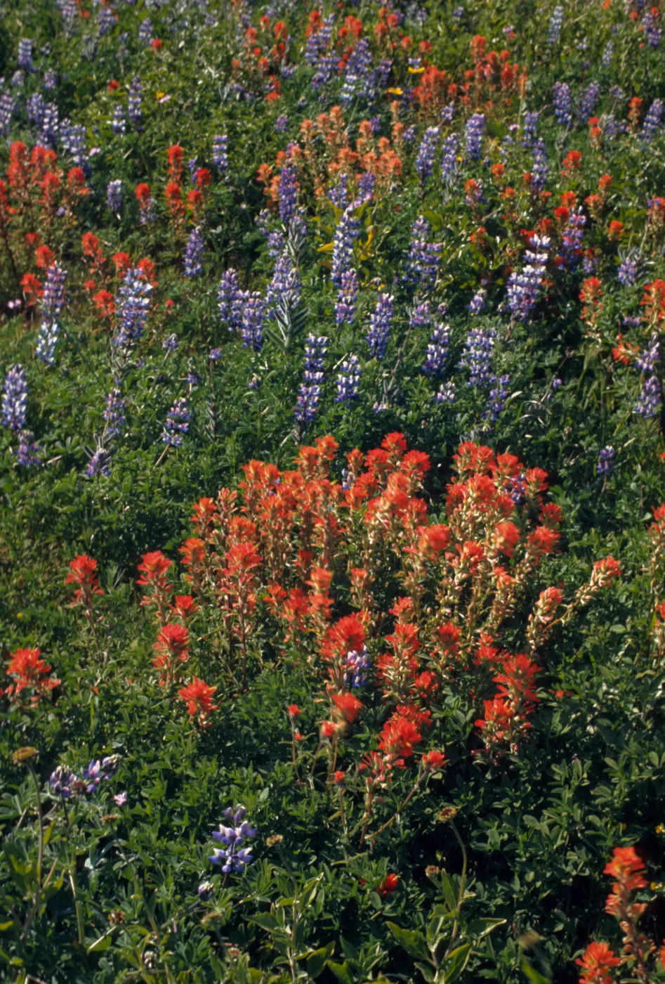 Castilleja (Indian Paintbrush), Lupinus (Lupine)