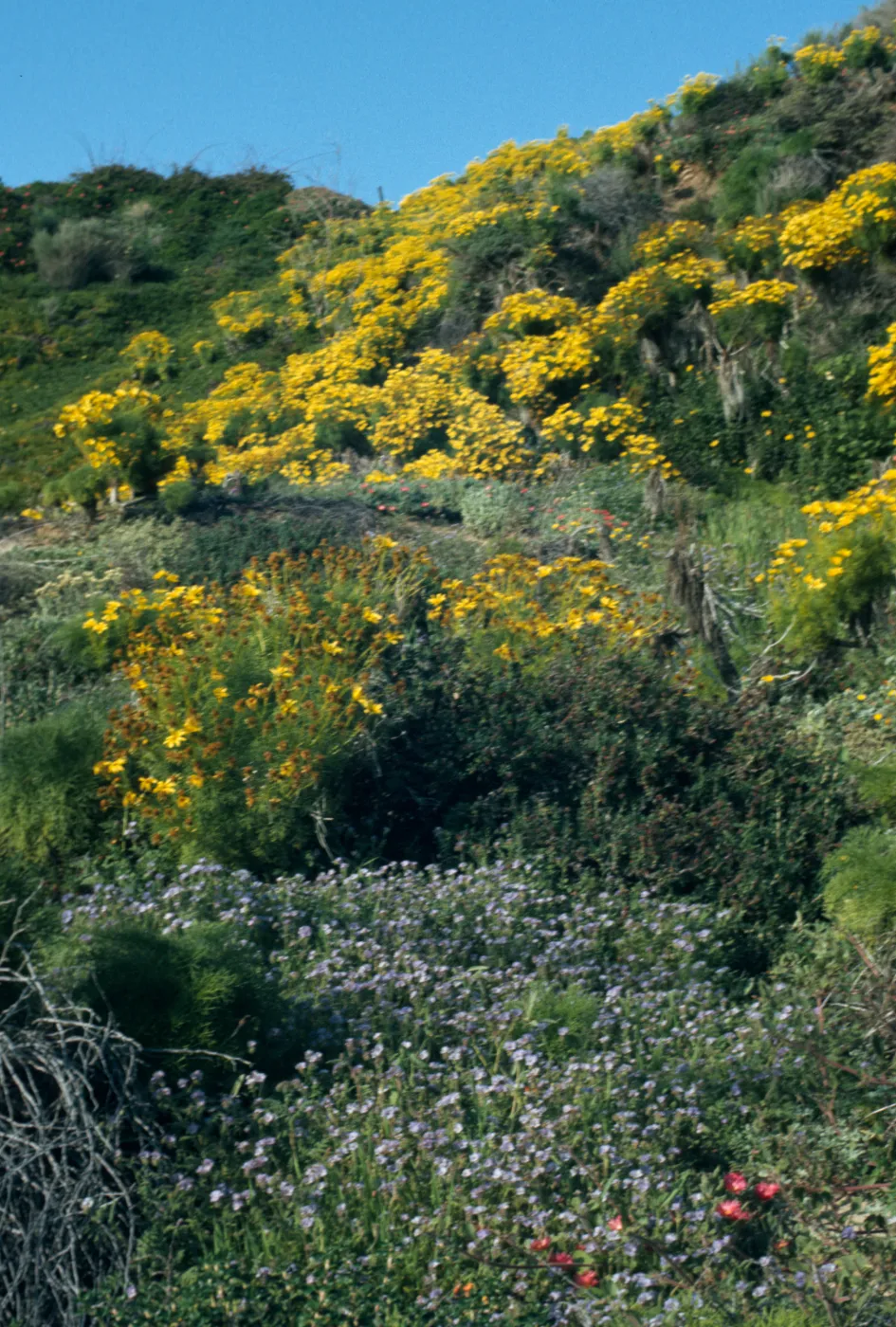 Coreopsis gigantea