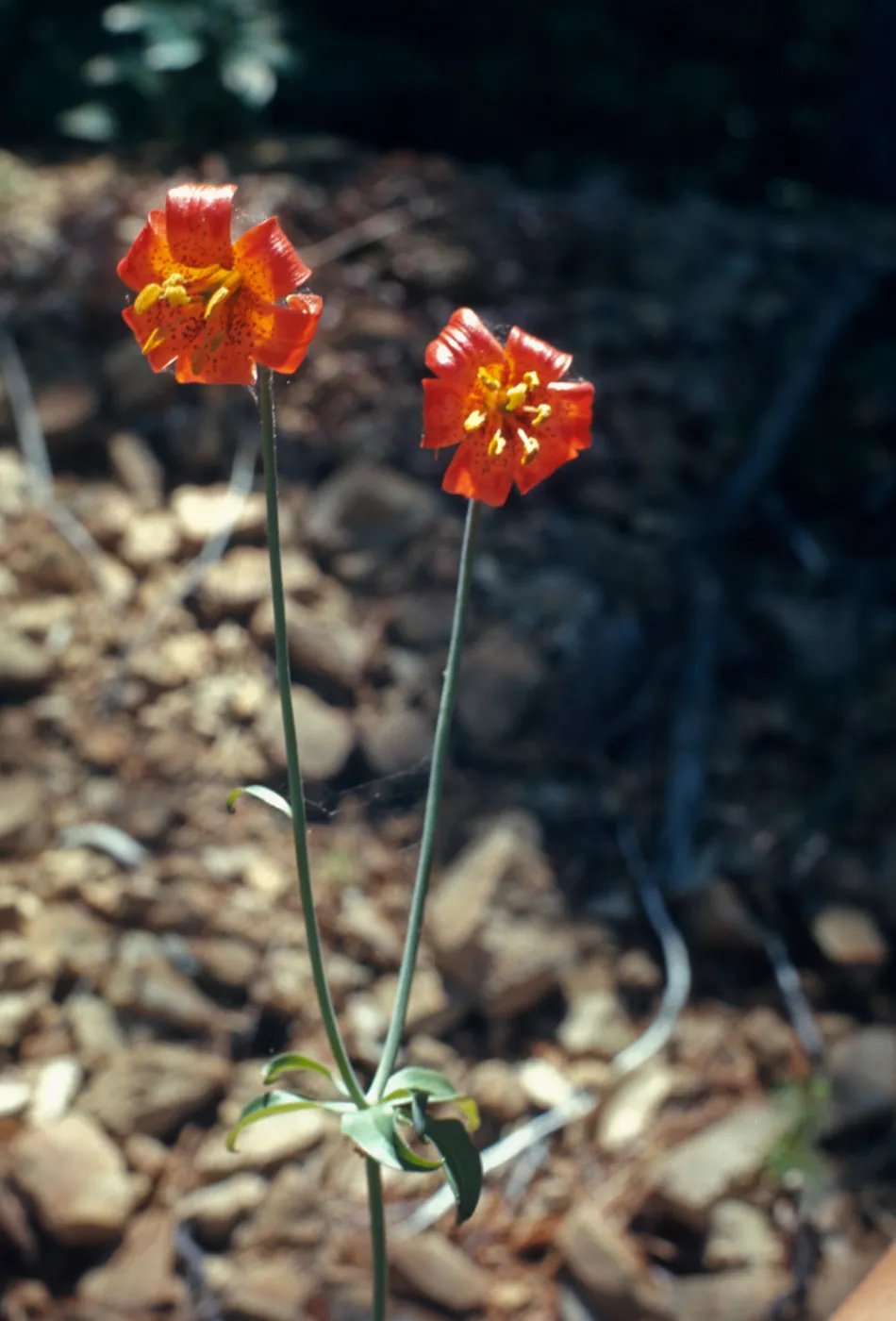 Lilium columbianum, red
