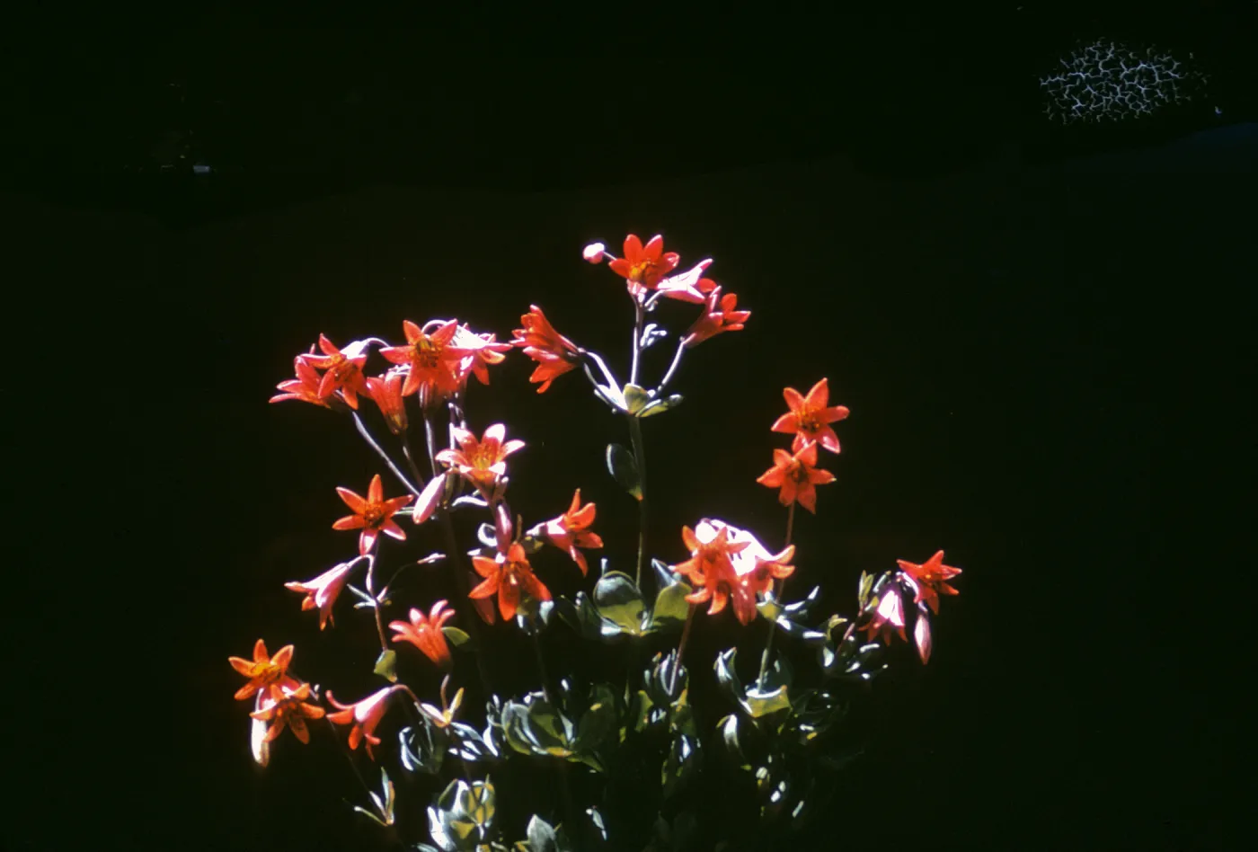 Lilium bolanderi