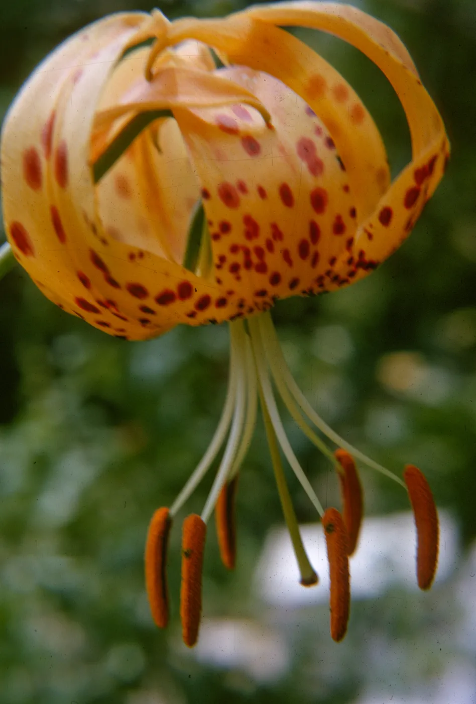 Lilium humboldtii, SBBG