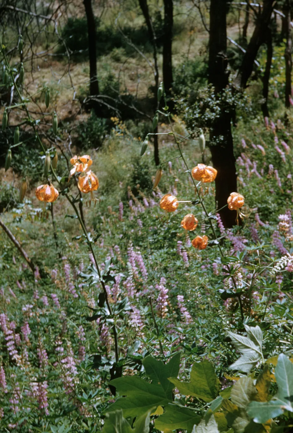 Lilium humboldtii 