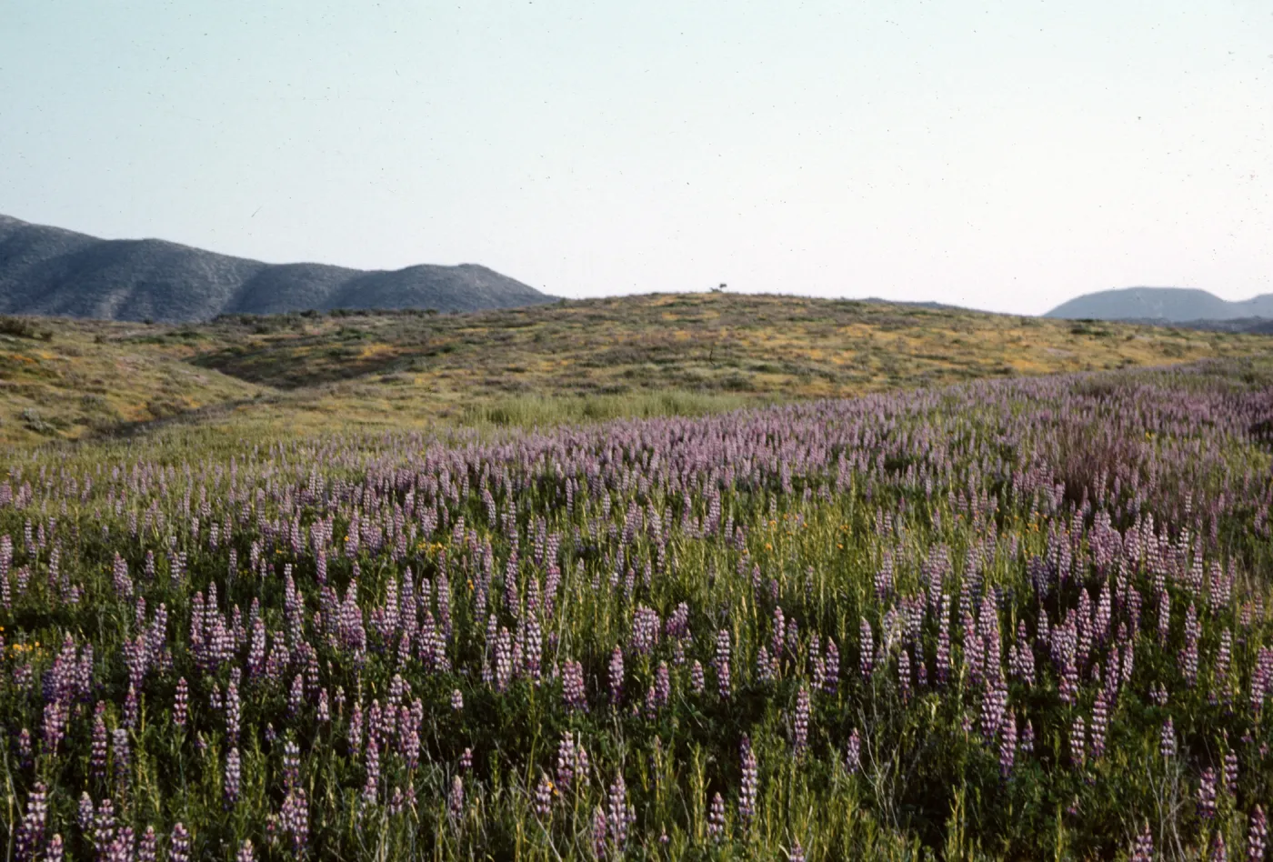 field of Lupinus (Lupine), wildflowers