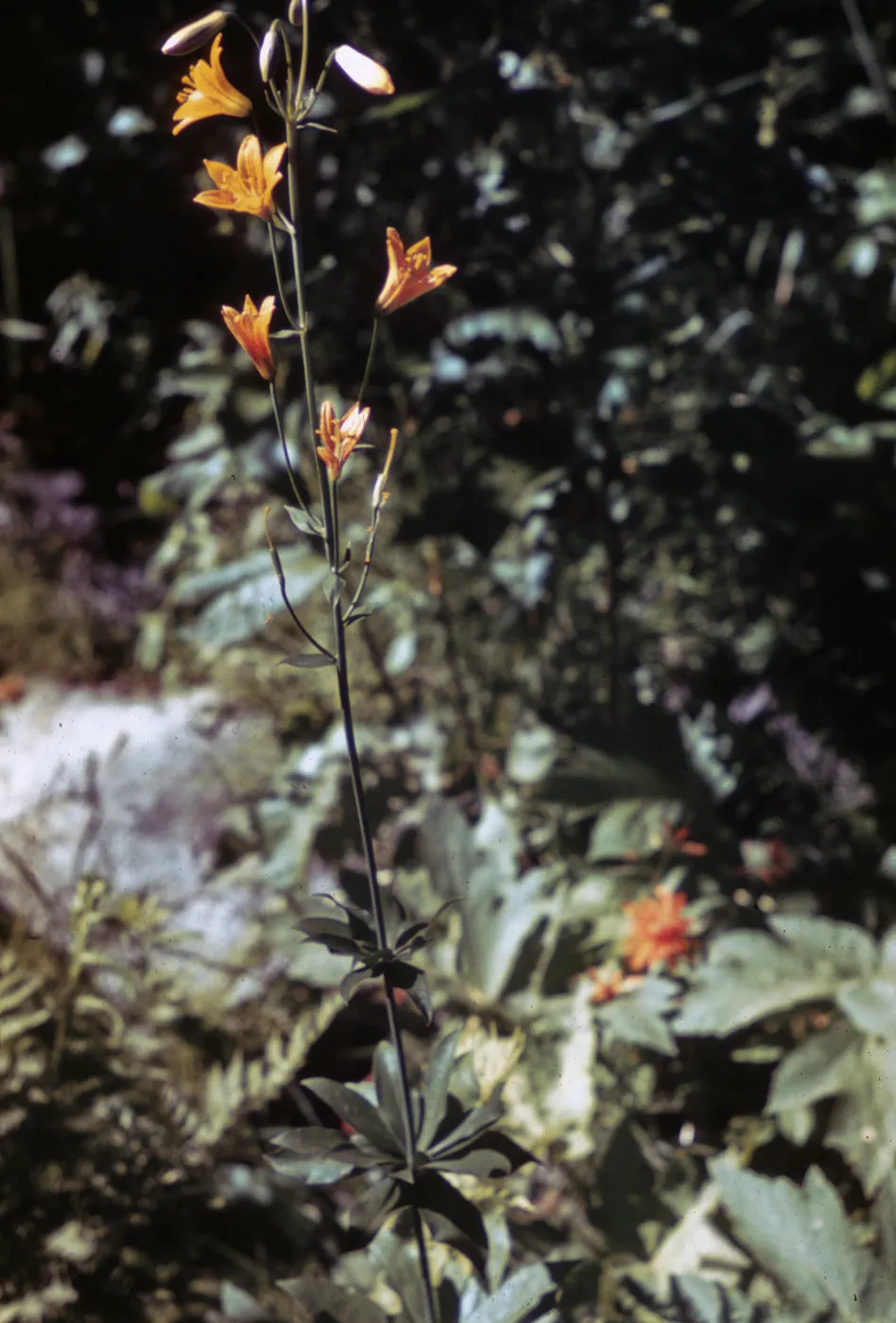 Lilium parvum, california