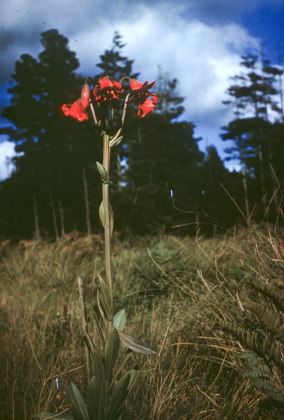 Lilium maritimum