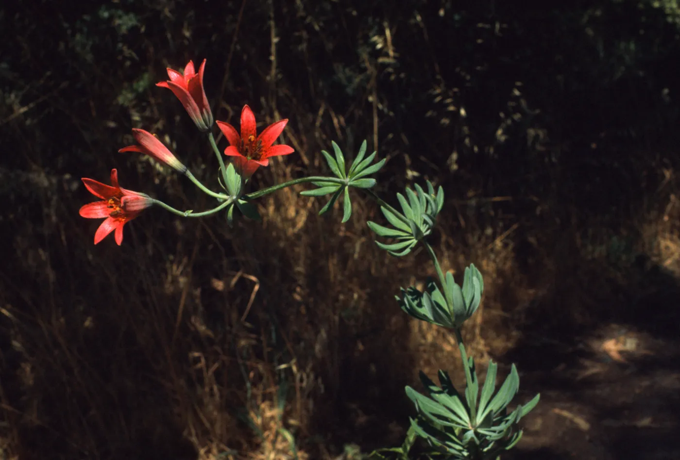 Lilium bolanderi