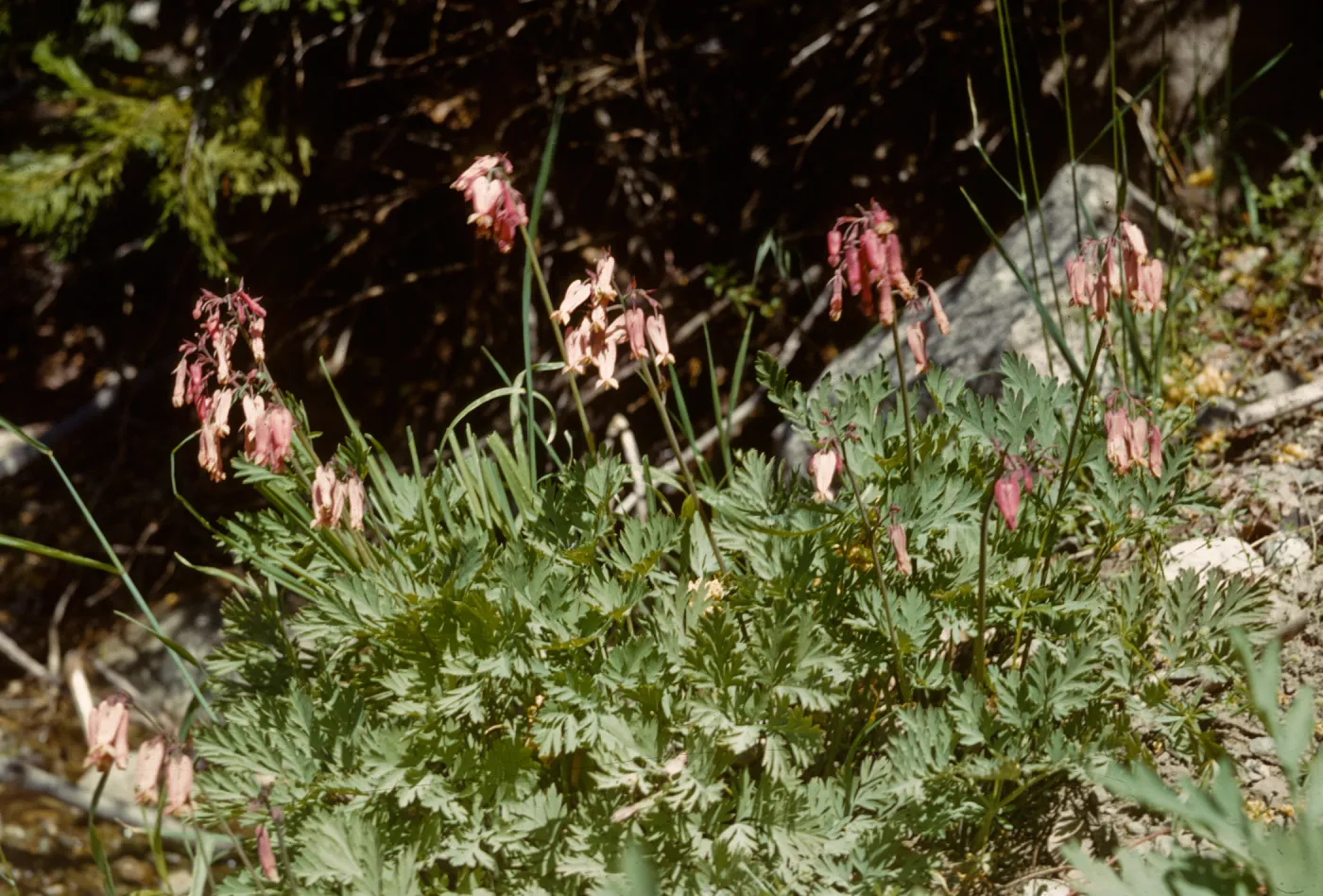 Dicentra formosa