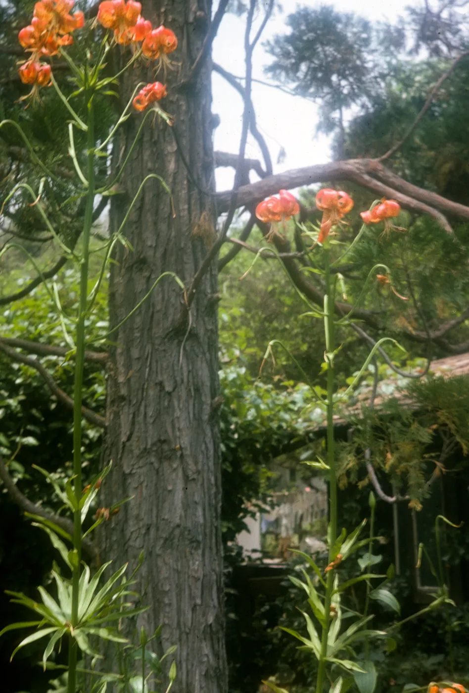 Lilium pardalinum