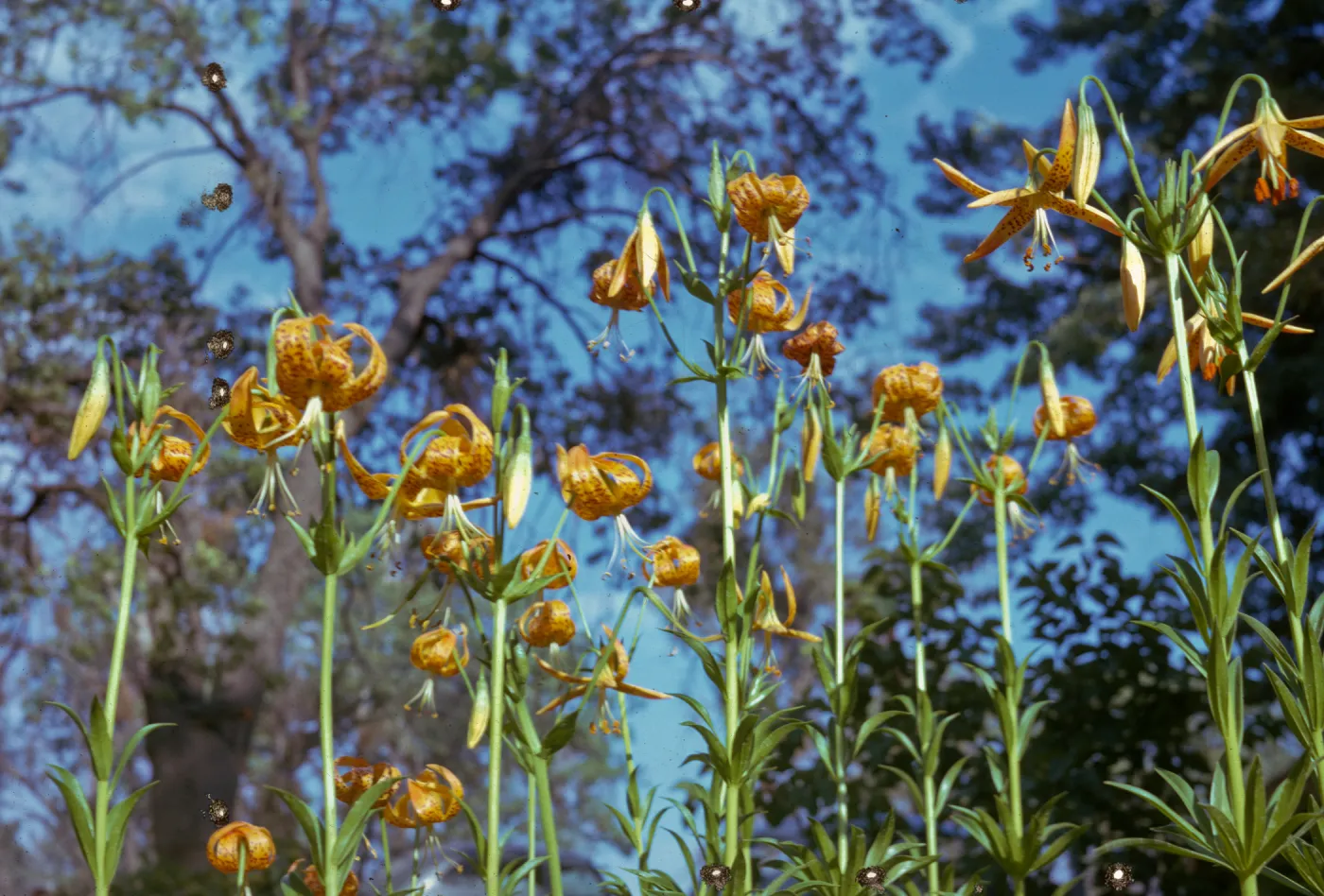 Lilium pardalinum