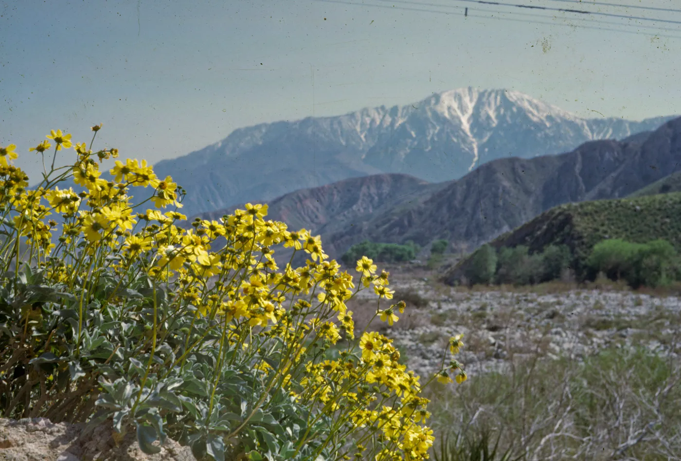 Encelia 