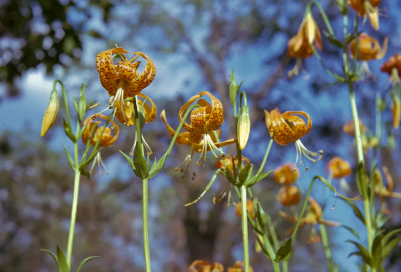 Lilium pardalinum, fragraus