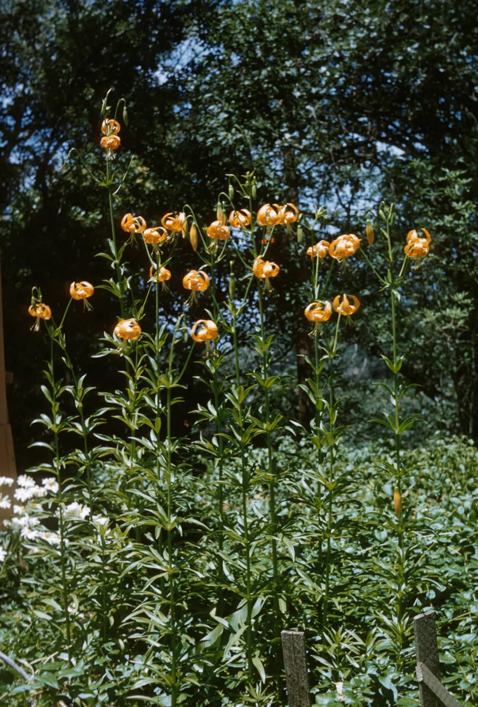 Lilium pardalinum, fragraus