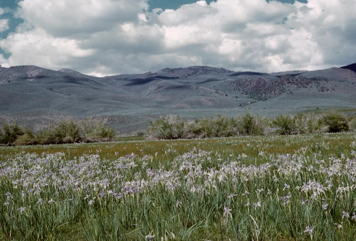 wild iris