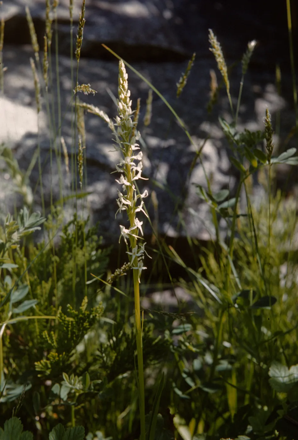 Orchidaceae Habenaria. Rein orchid