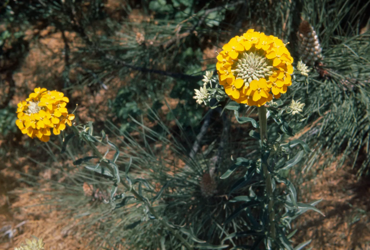 Erysimum, wall flowers