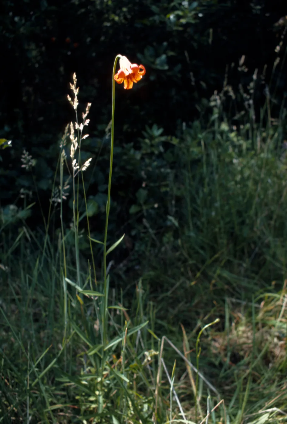 Lilium maritimum