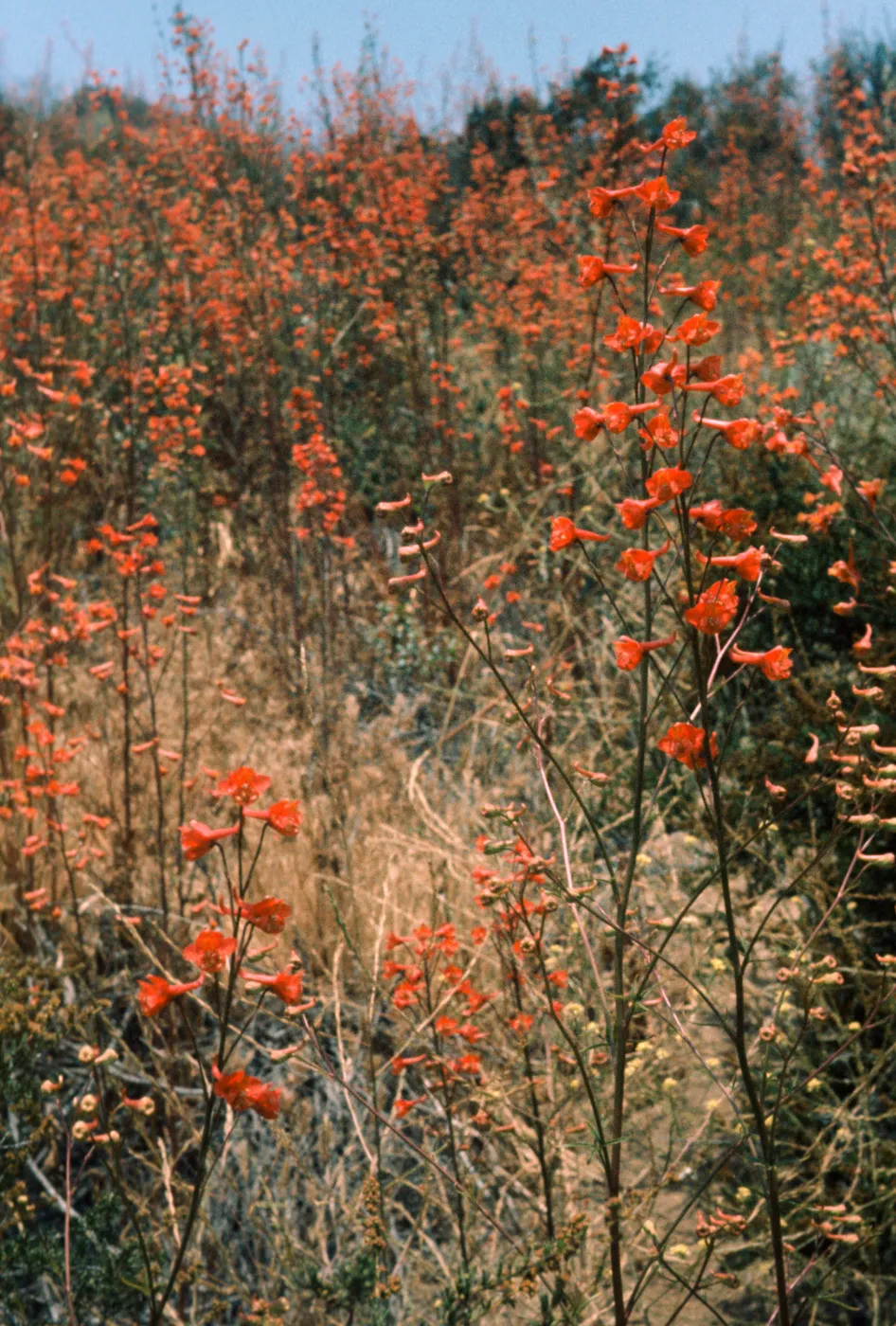 Delphinium cardinale