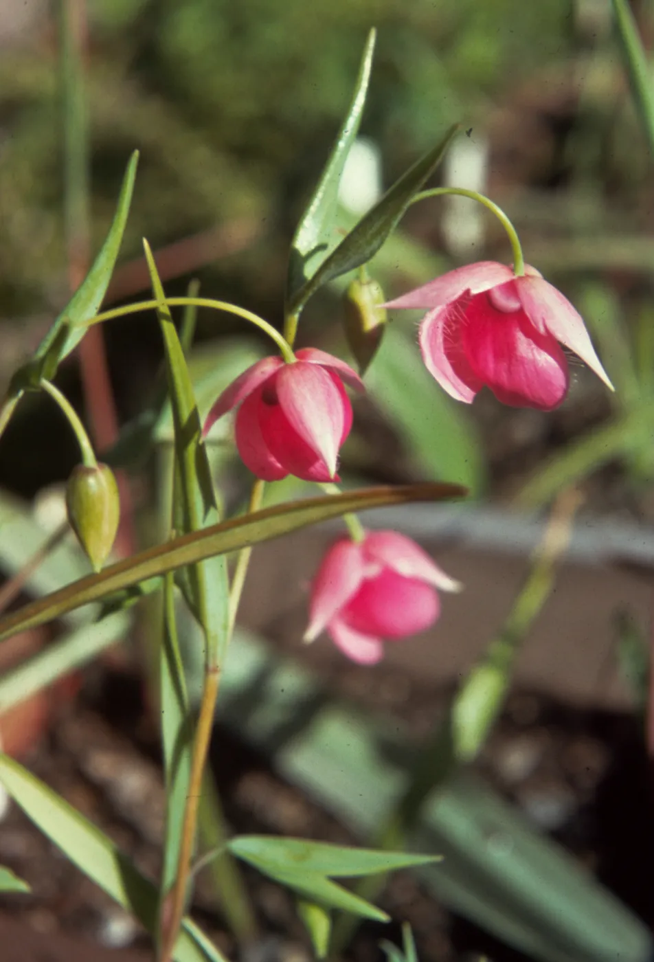 Calochortus amoenus