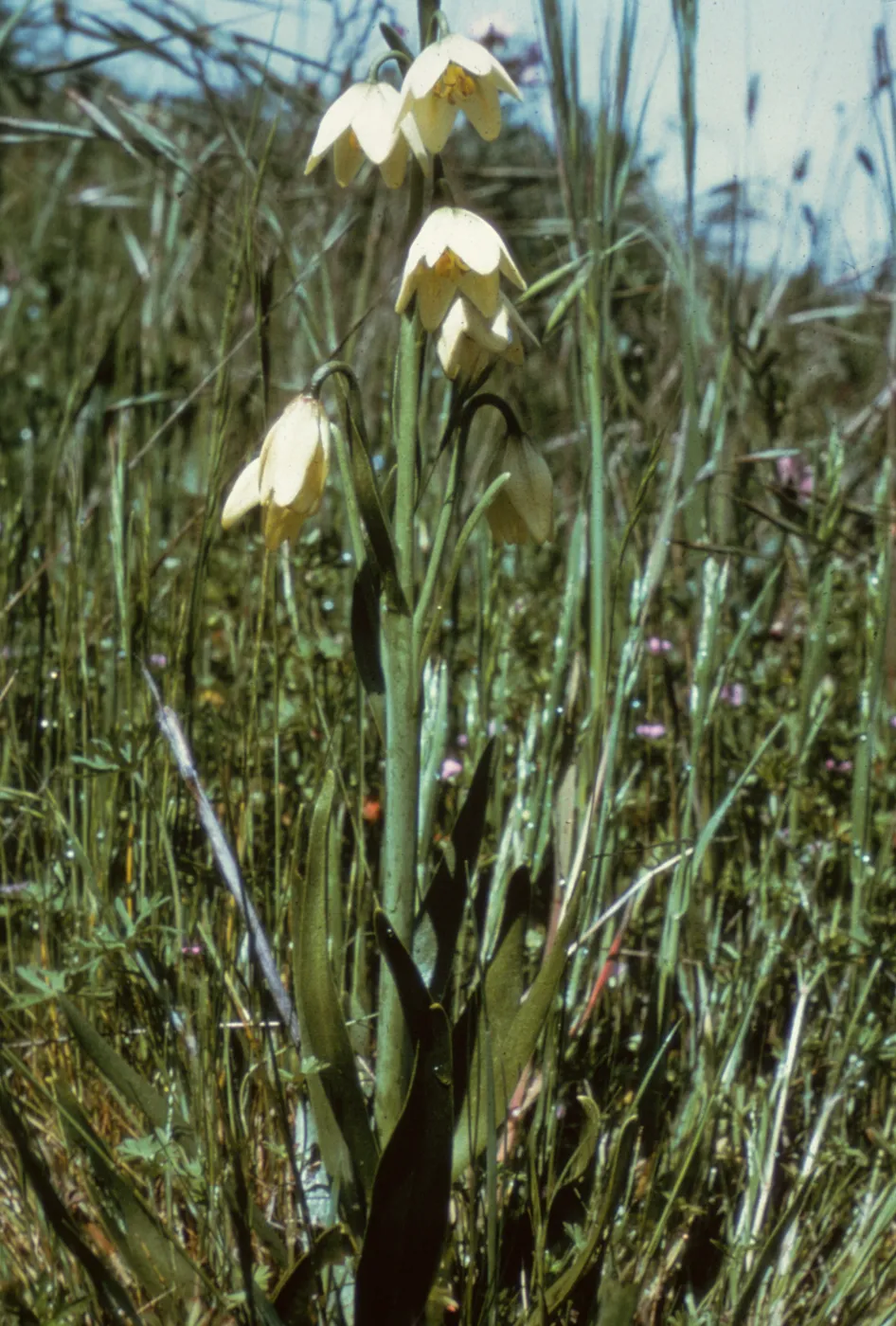 Fritillaria liliacea