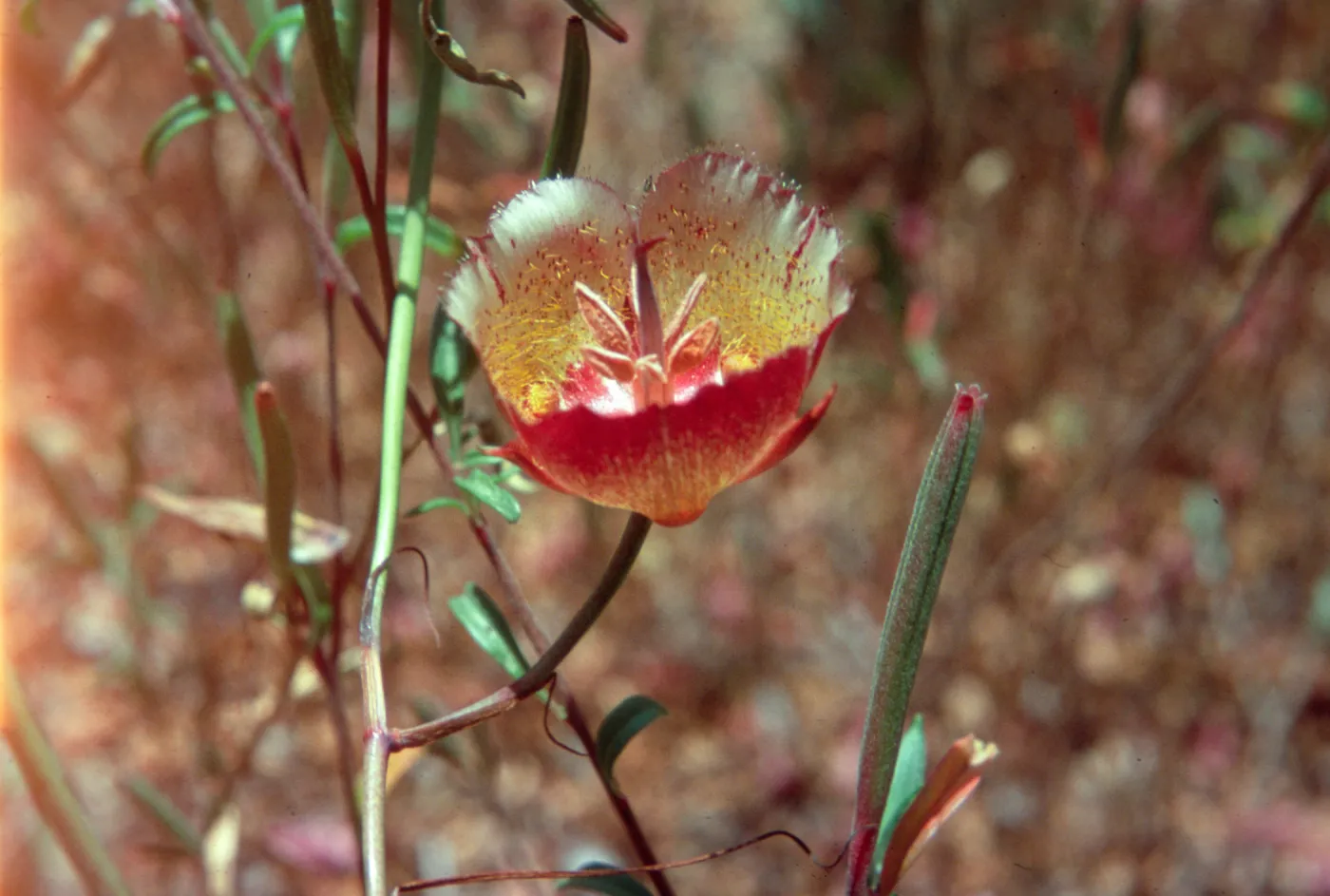Calochortus weedii var. intermedius