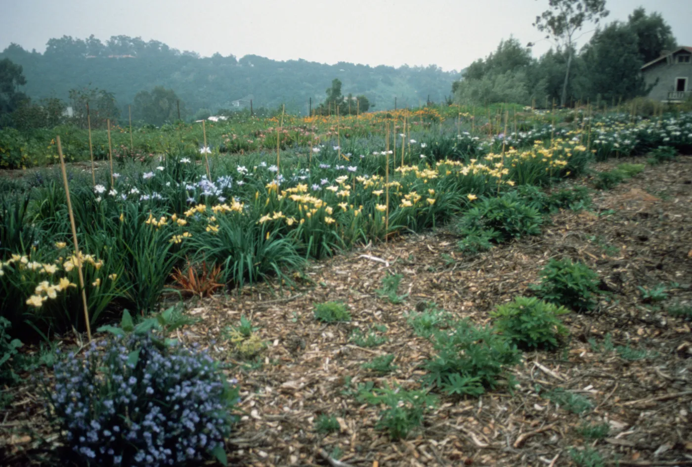 Iris Hybrids