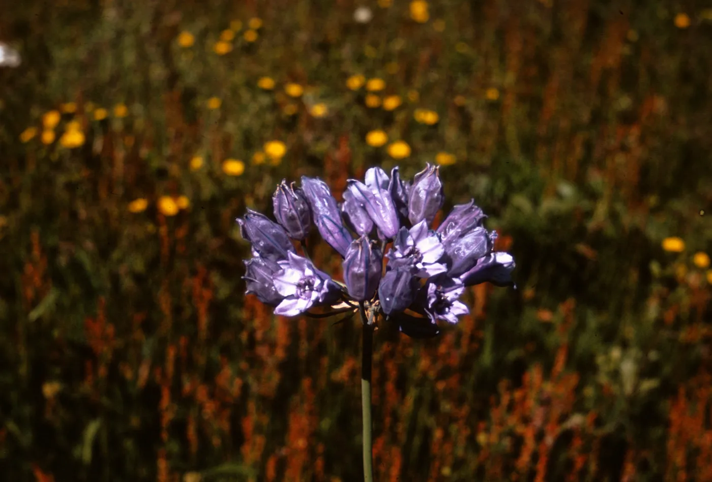 Brodiaea douglasii var. howellii, Jackson County, Oregon