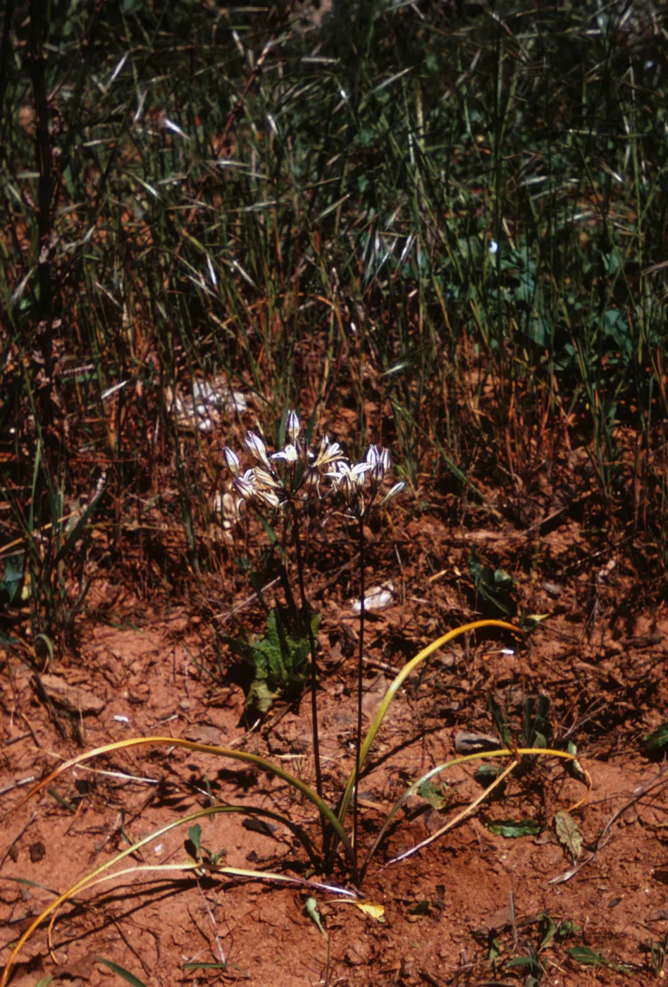 Brodiaea hendersonii, Jackson County, Oregon