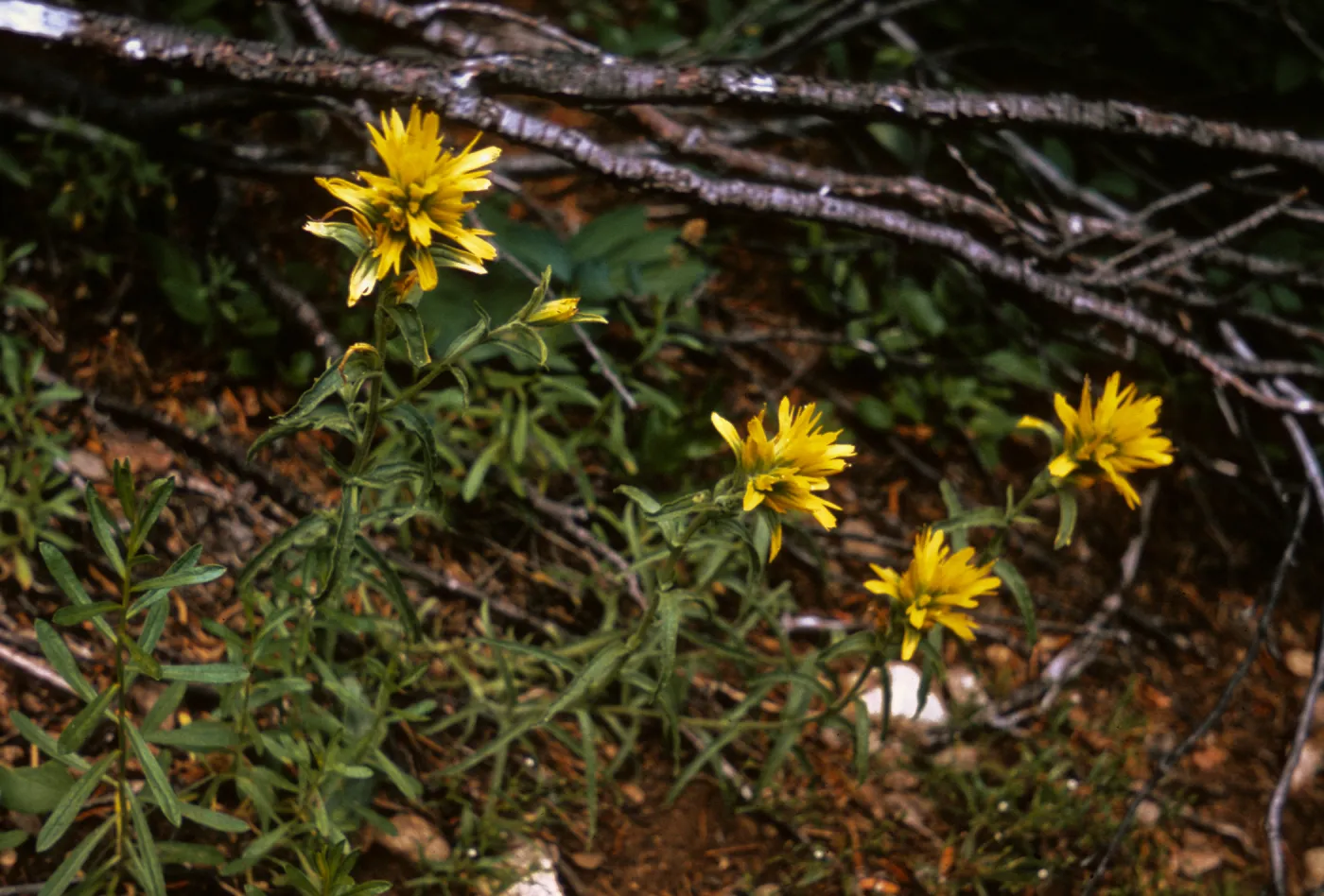 Castilleja pruinosa, Josephine County, Oregon