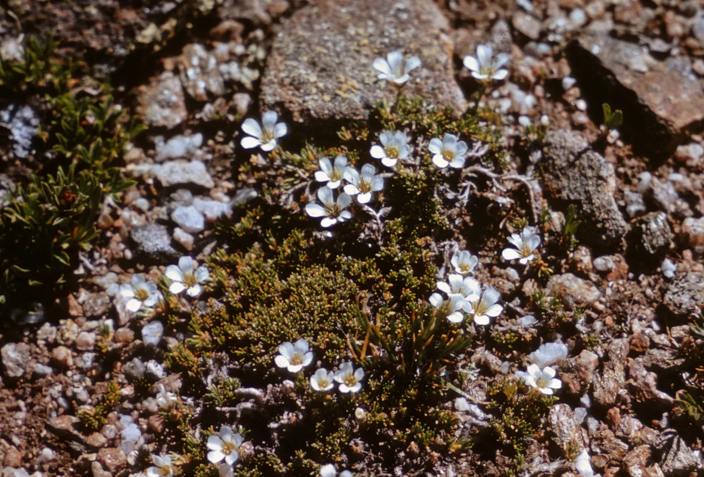 Arenaria obtusifolia, Rocky Mountain Park, Colorado