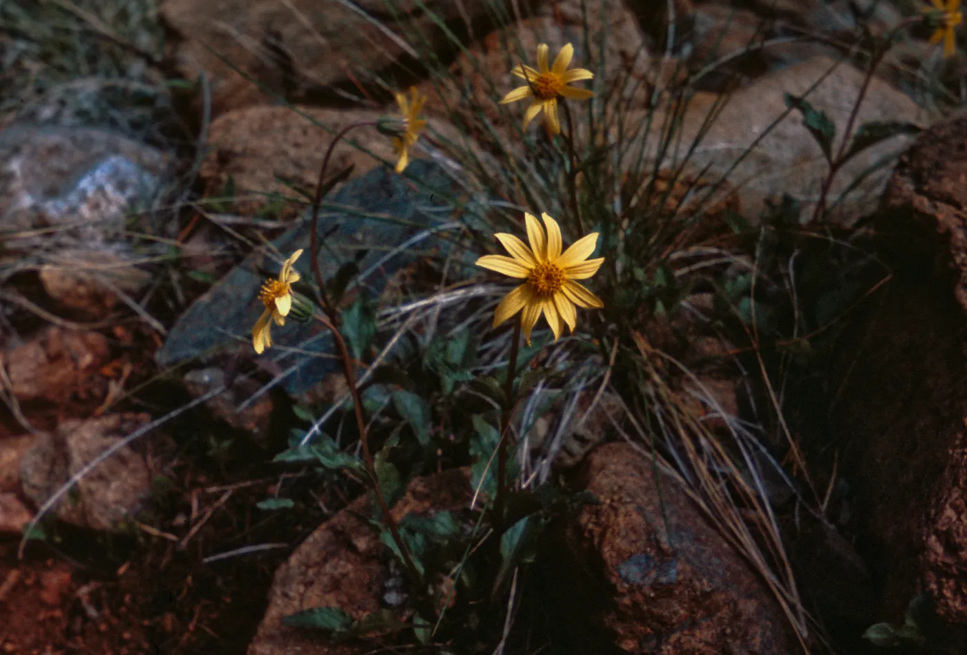 Arnica chamissonis ssp. foliosa, Josephine County, Oregon