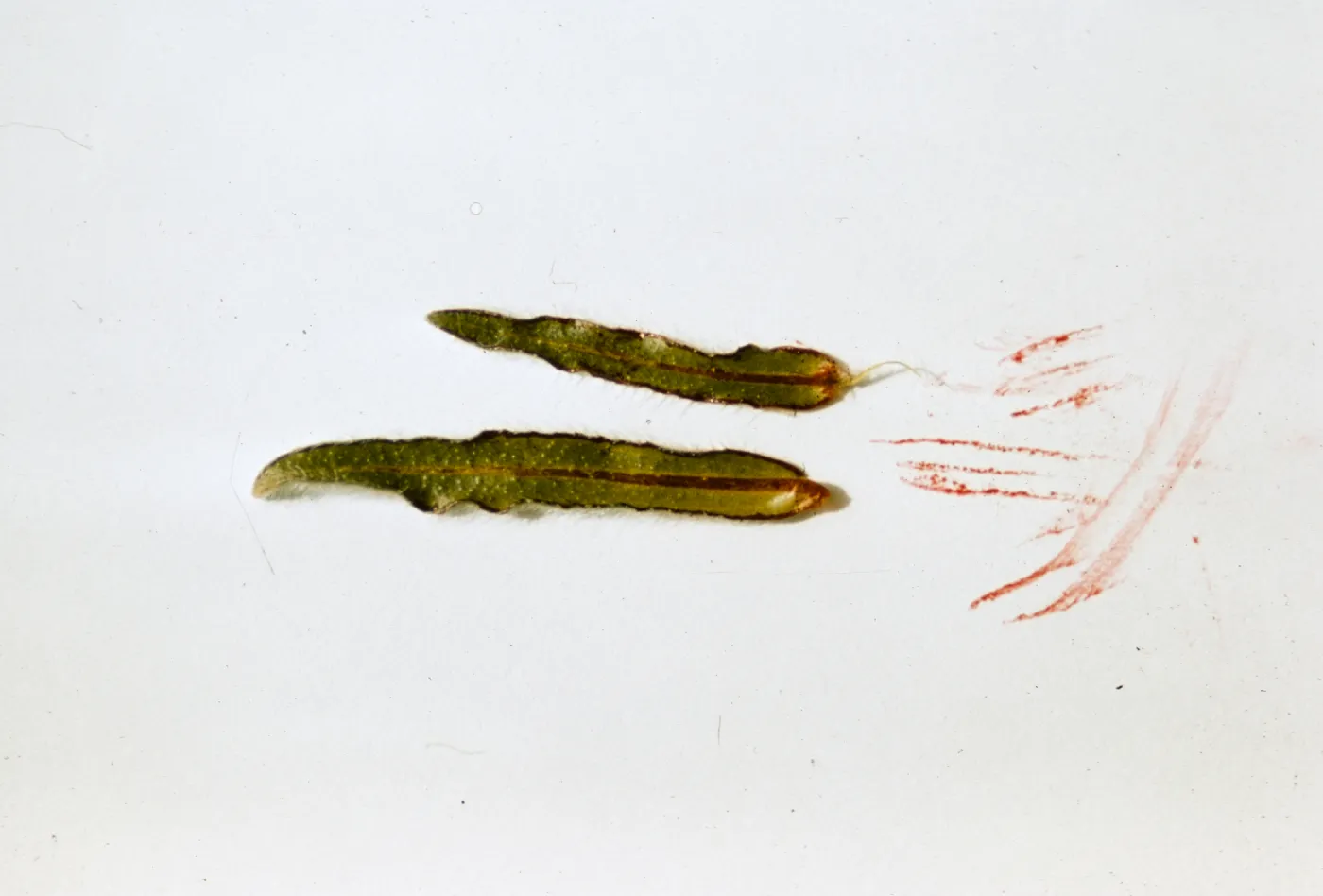 Plagiobothrys fulvus, Jackson County, Oregon, showing magenta ribs