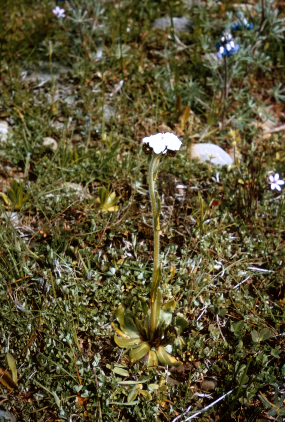 Plagiobothrys fulvus, Jackson County, Oregon