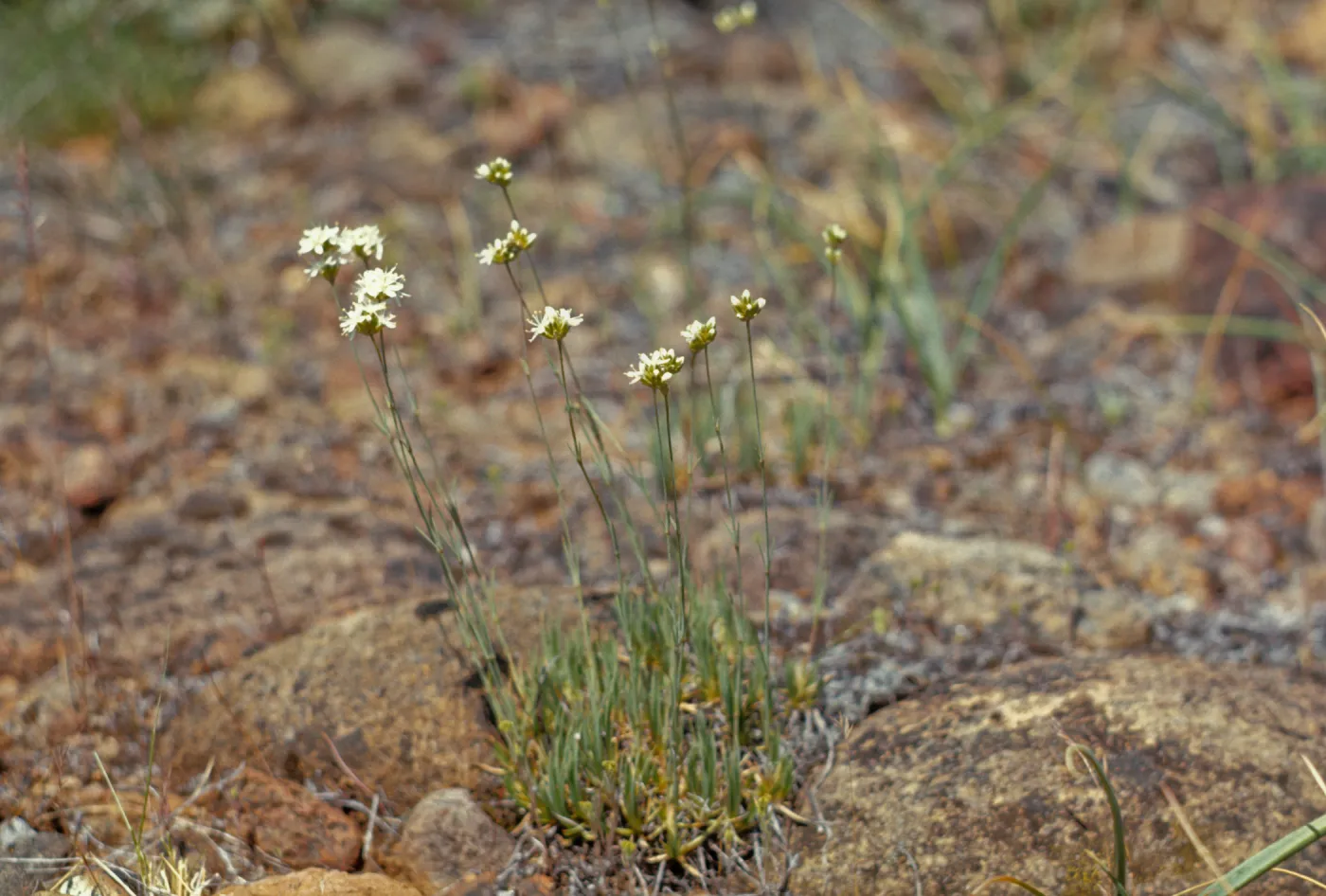 Arenaria congesta, Cave Junction, Oregon