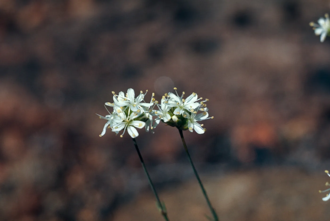 Arenaria congesta, Cave Junction, Oregon
