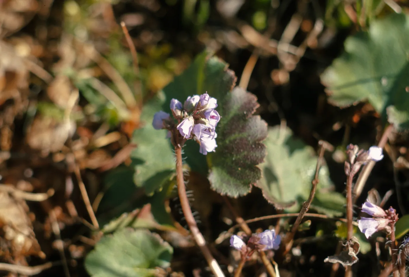 Synthyris reniformis var. cordata, Silver Queen, Gray, Grantspass, Oregon