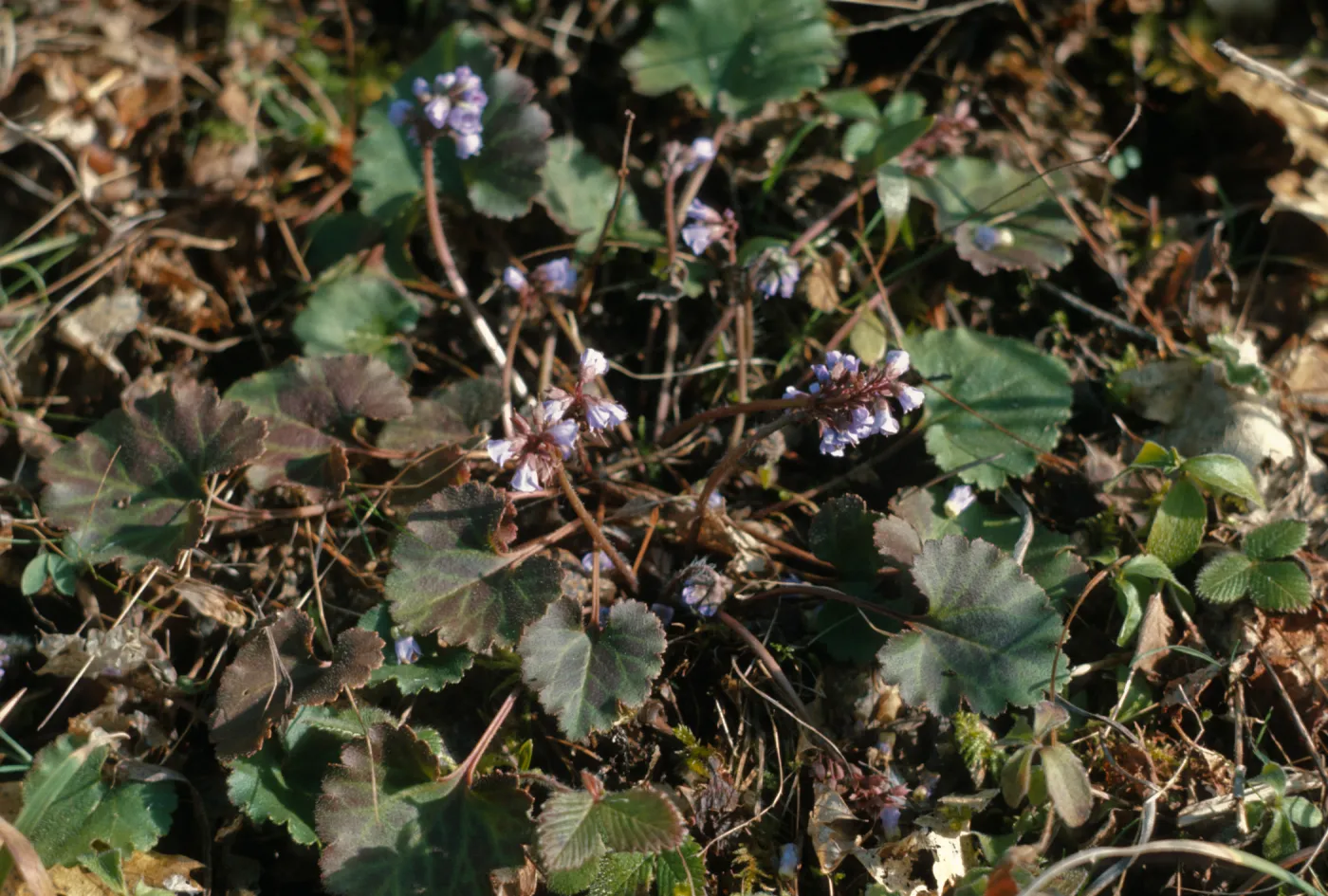 Synthyris reniformis var. cordata, Silver Queen, Gray, Grantspass, Oregon
