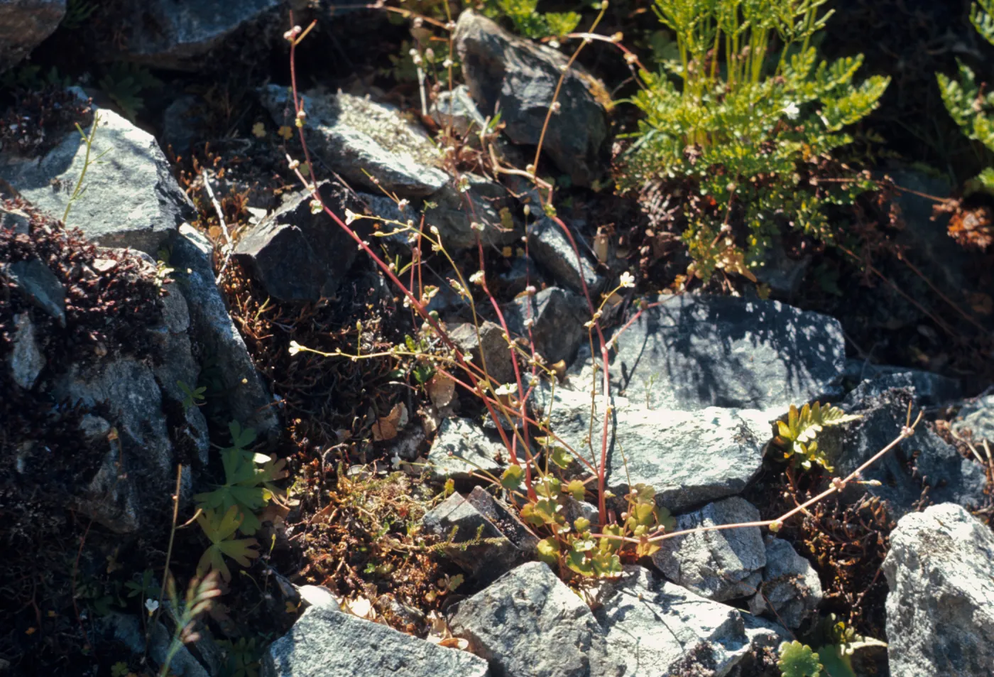 Romanzoffia suksdorfii, Rogue River Canyon