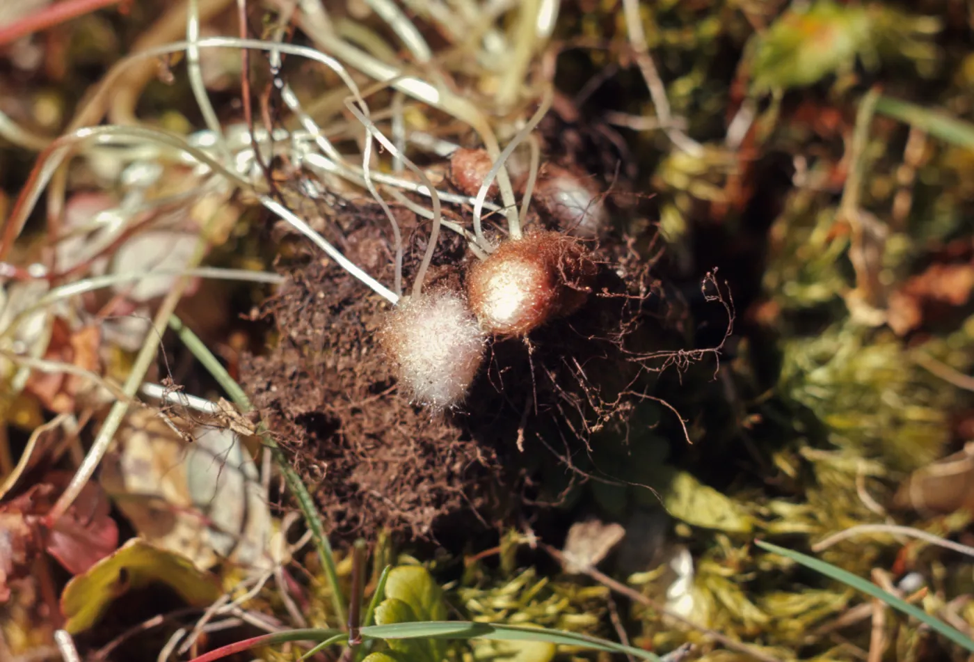 Romanzoffia suksdorfii, woolly tubers, Rogue River Canyon