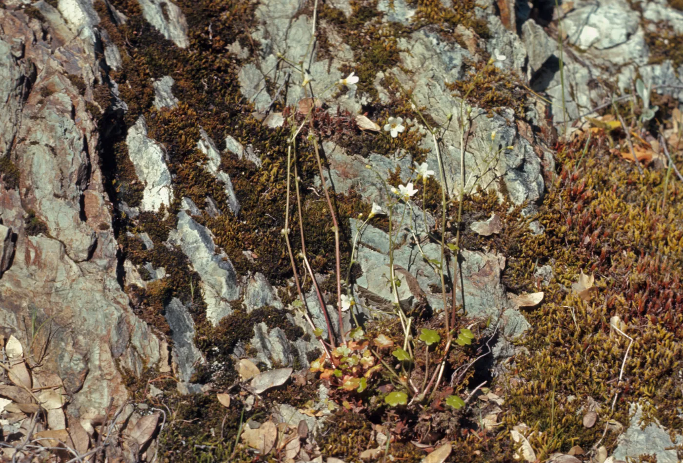 Romanzoffia suksdorfii, Rogue River Canyon